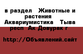  в раздел : Животные и растения » Аквариумистика . Тыва респ.,Ак-Довурак г.